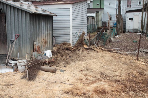 Tree Removal